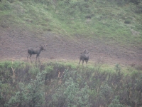 Moose in the mist